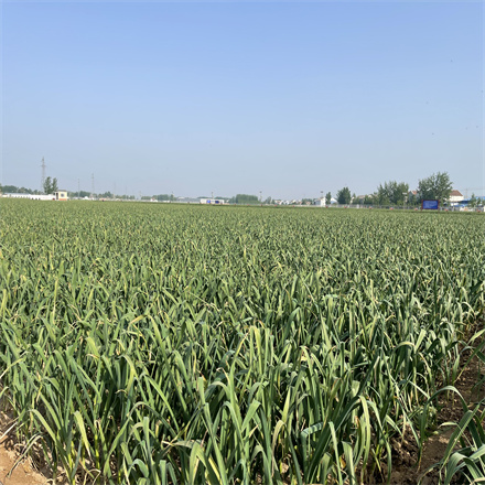 大蒜高產創建示范方