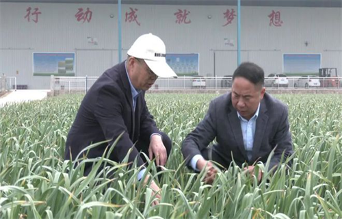 金鄉大蒜產研院：為農業插上科技的翅膀