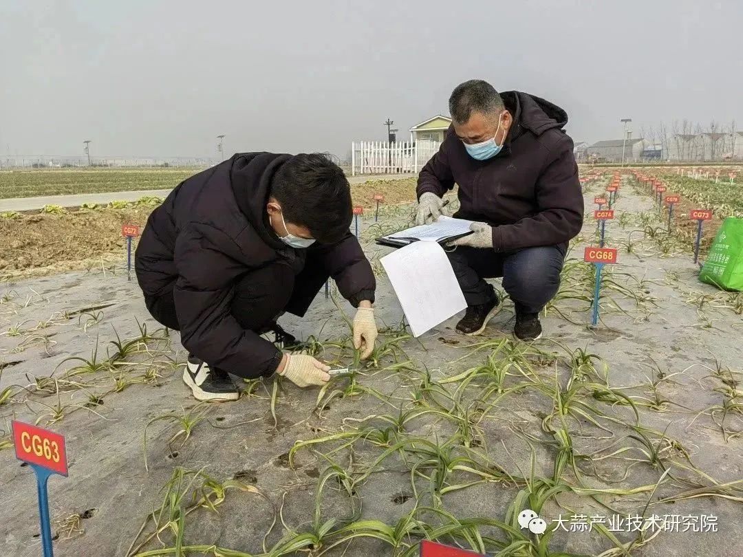 大蒜種質越冬數據考察