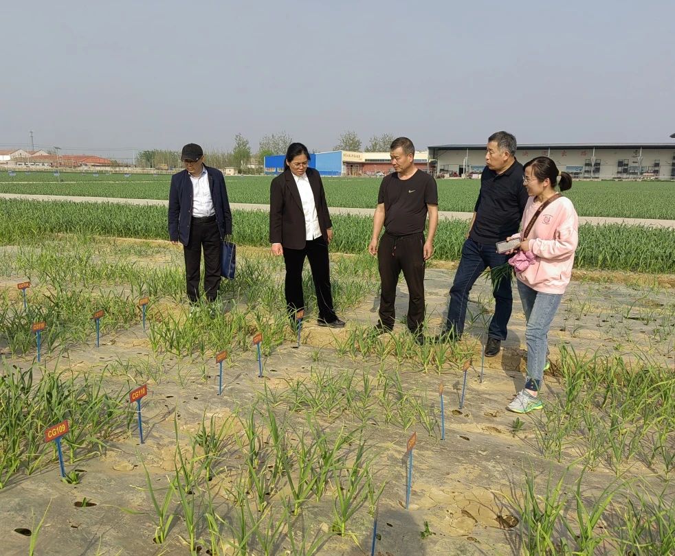 縣農業農村局蒞臨金春雨種業調研指導春季生產工作